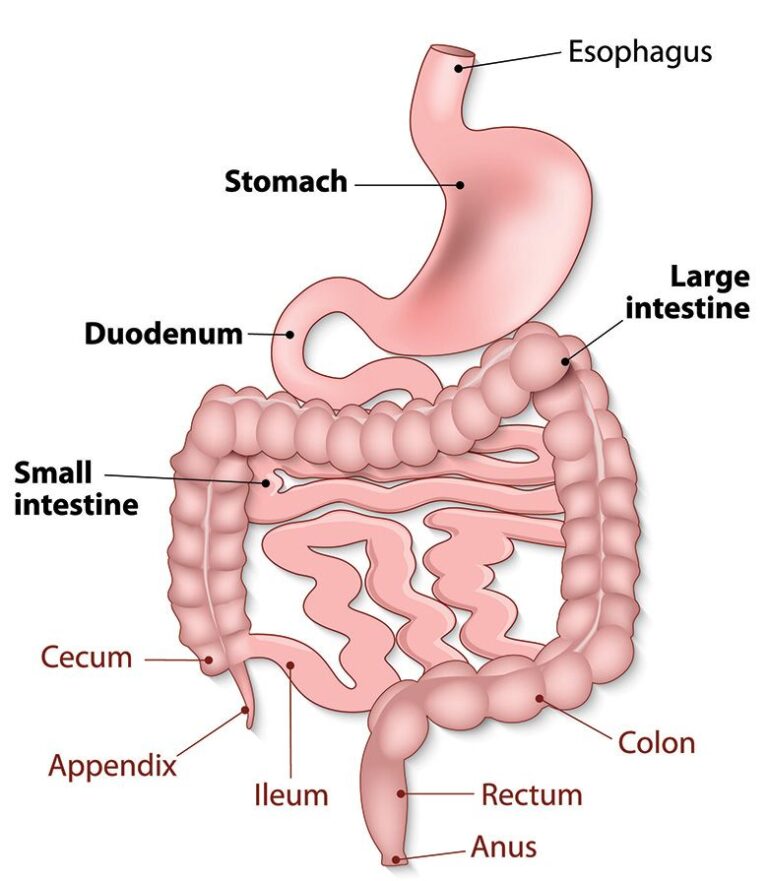 GI Tract 1