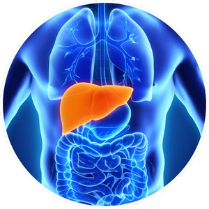 Liver