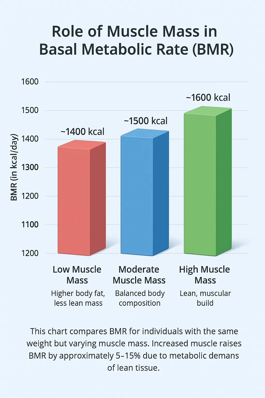 Role of Muscle Mass in BMR